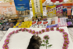 宠物主人可以自己火化宠物吗?
