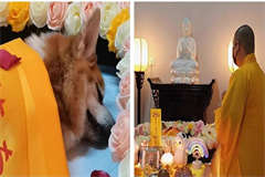 它没有闭眼睛,是否有哪里还不满意?